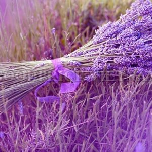 Tinh dầu oải hương có tác dụng gì