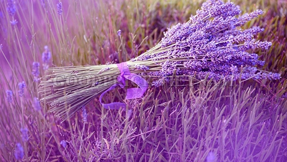 Tinh dầu oải hương có tác dụng gì